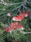 Grevillea rigida distans