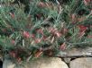 Grevillea rigida distans