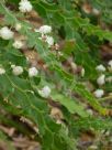 Acacia alata biglandulosa