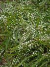 Acacia alata biglandulosa