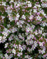 Boronia muelleri Sunset Serenade