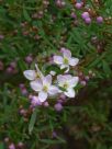 Boronia muelleri Sunset Serenade