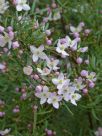 Boronia muelleri Sunset Serenade