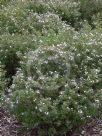 Boronia muelleri Sunset Serenade