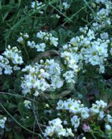 Arabis caucasica Flore Pleno