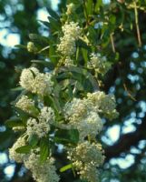 Ceanothus thyrsiflorus Millerton Point