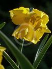 Narcissus Division 11 King Size