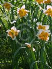 Narcissus Division 11 Pickup