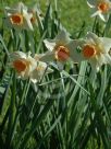 Narcissus Division 2 Exotic Pink