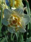 Narcissus Division 11 Sorbet