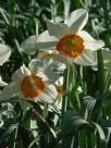 Narcissus Division 3 Amor