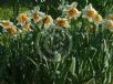 Narcissus Division 3 Amor