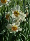 Narcissus Division 2 Flower Record