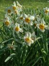 Narcissus Division 2 Flower Record