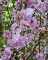 Prunus glandulosa Sinensis