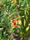 Grevillea Fire Cracker