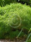 Acacia cognata Fettuccini