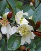 Magnolia laevifolia Scented Pearl