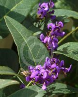 Hardenbergia violacea Regent