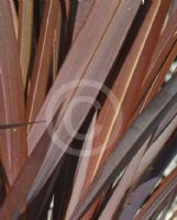 Phormium Bronze Warrior