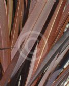 Phormium Bronze Warrior