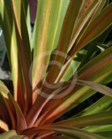 Cordyline australis Sundance