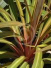 Cordyline australis Sundance