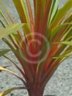 Cordyline australis Sundance