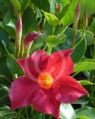 Mandevilla Sun Parasol Crimson