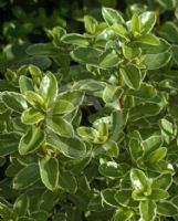 Pittosporum tenuifolium Ivory Pillar