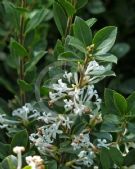 Osmanthus delavayi Heaven Scent