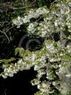 Prunus Shirotae