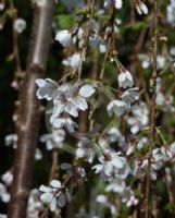 Prunus Snow Fountains