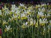 Iris xiphium Angel Wings