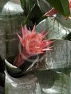 Aechmea fasciata Primera