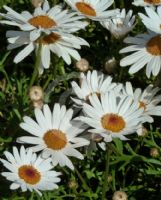 Argyranthemum frutescens Sunray