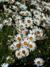 Argyranthemum frutescens Sunray