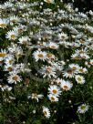 Argyranthemum frutescens Sunray