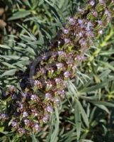 Echium callithyrsum