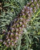 Echium callithyrsum