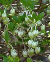 Enkianthus perulatus