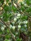 Enkianthus perulatus