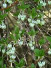 Enkianthus perulatus