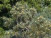 Hakea cinerea