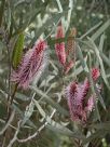 Hakea francisiana