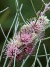 Hakea scoparia