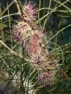 Hakea scoparia