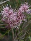 Hakea scoparia