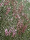 Hakea scoparia