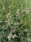 Hakea scoparia